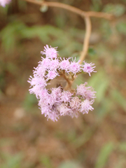 Fleischmannia pycnocephala