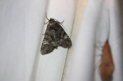 Wandering Brocade Moth photo 4
