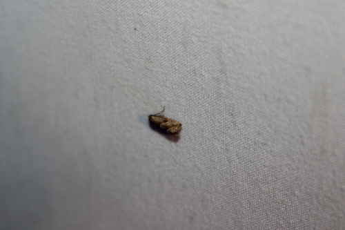 Large Hypenodes Moth photo 2