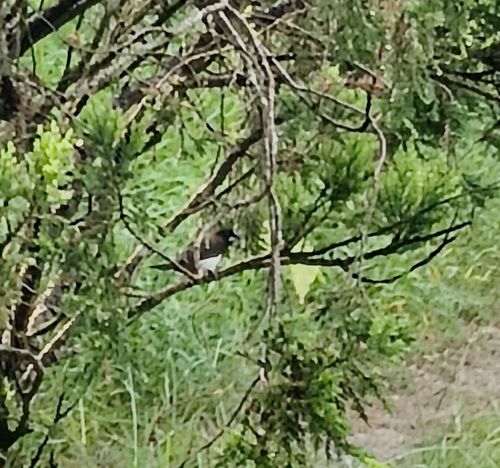 White-rumped Munia