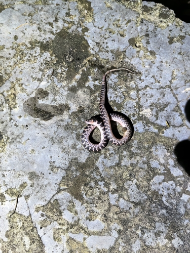 Red-banded Snake