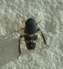 Anoscopus albifrons