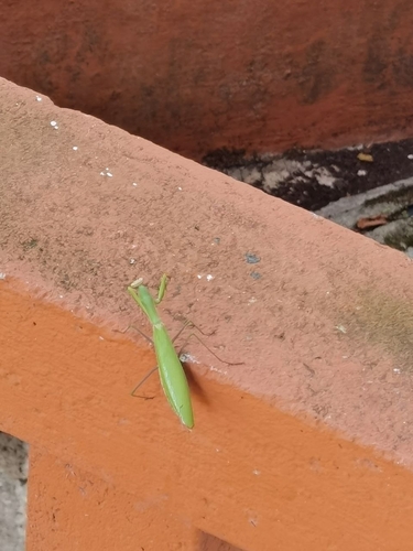 European Mantis