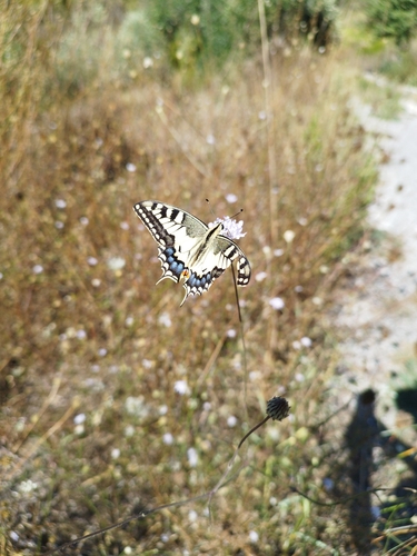 Old World Swallowtail