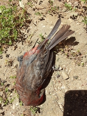 Haemorhous mexicanus