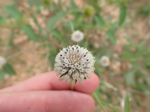Melanthera nivea, photograph 6