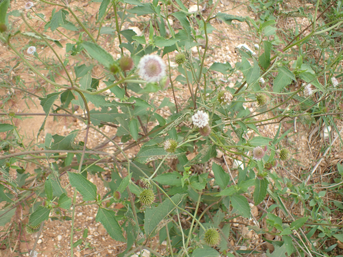 Melanthera nivea, photograph 4