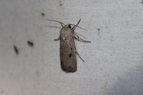 Old Man Dart photo 5