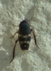 Anoscopus albifrons