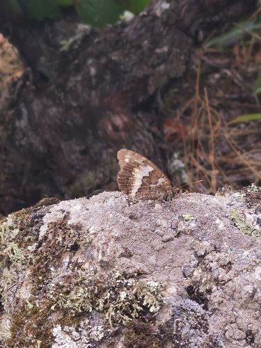 Great Banded Grayling