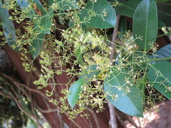 Anodendron nervosum