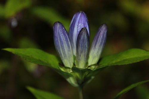Gentiana clausa