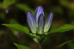 Gentiana clausa