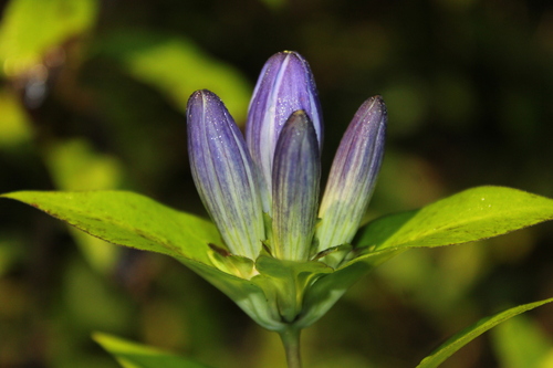 Gentiana clausa, photograph 1