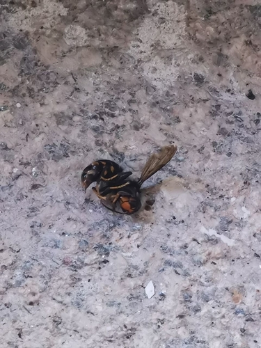 Yellow-legged Hornet