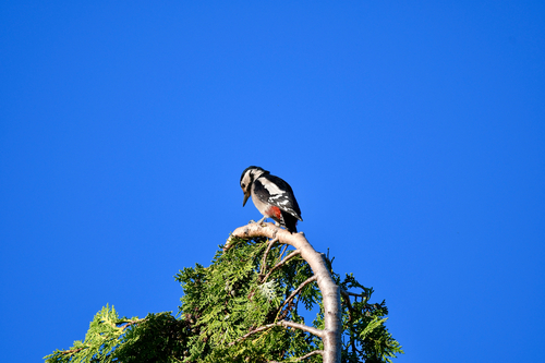 Great Spotted Woodpecker