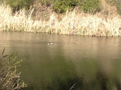 iNaturalist observation photo of Bufflehead