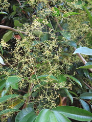 Anodendron nervosum