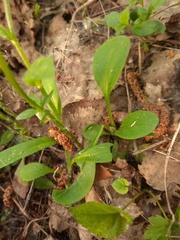 Myosotis krylovii