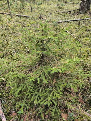 Picea obovata, photograph 5