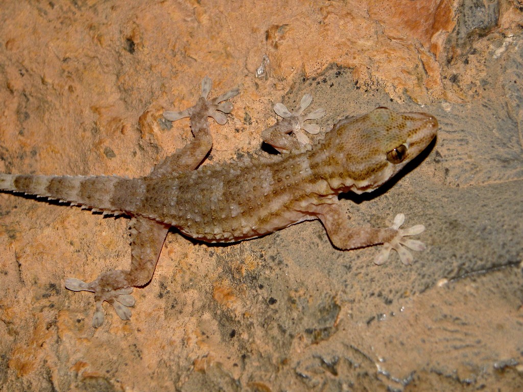 Morocco Wall Gecko