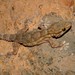 Morocco Wall Gecko - Photo (c) Sébastien SANT, some rights reserved (CC BY-NC), uploaded by Sébastien SANT