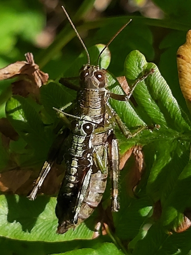 Wingless Mountain Grasshopper