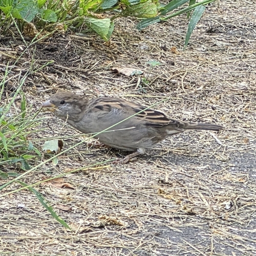 House Sparrow