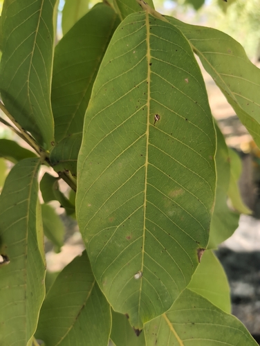Persian walnut