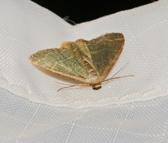 Lophophleps triangularis