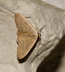 Lophophleps triangularis