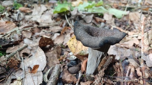 Horn-of-plenty
