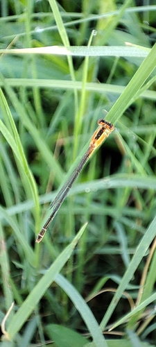 Common Bluetail