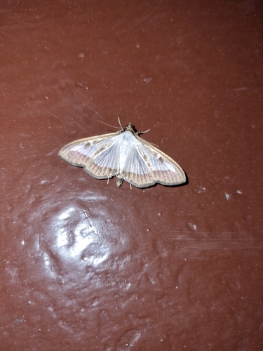Box Tree Moth
