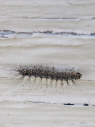 Fall Webworm Moth