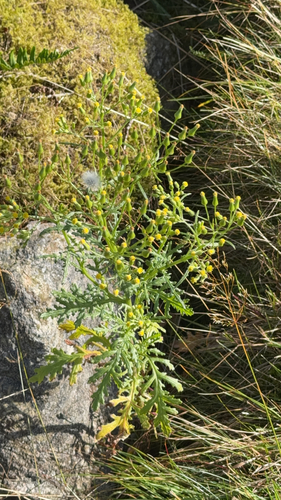 Heath Groundsel