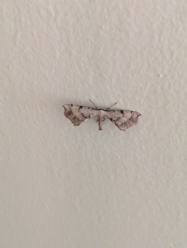 Artiora evonymaria