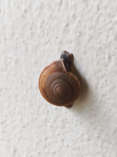 Siamese Common Snail
