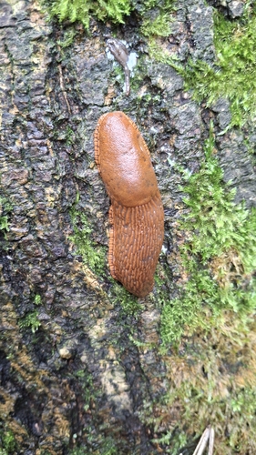 Spanish Slug, 3076 RE Rotterdam, Nederland, photo 8 of 10