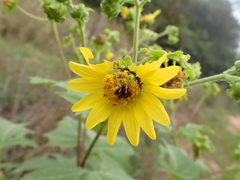 Smallanthus maculatus