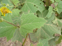 Smallanthus maculatus, photograph (c) birdzilla, some rights reserved (CC BY)