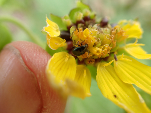 Smallanthus maculatus, photograph 1