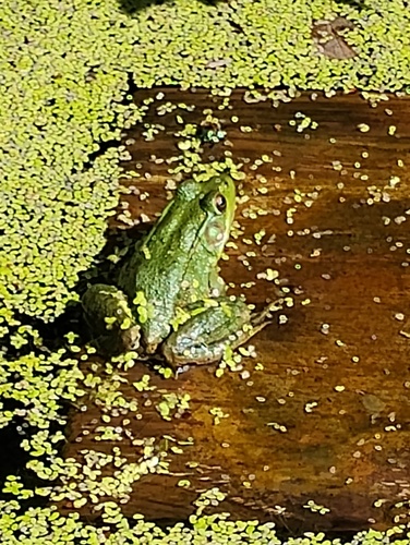 Green Frog
