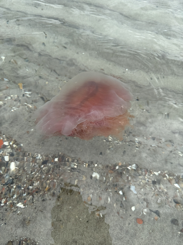 Lion's Mane Jelly
