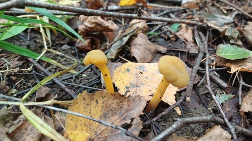 Ochre Jelly Club