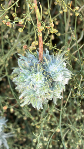 iNaturalist observation photo of Woolly Bud Gall Midge