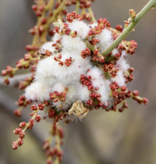 Callirhytis quercusoperator