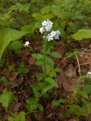 Myosotis krylovii