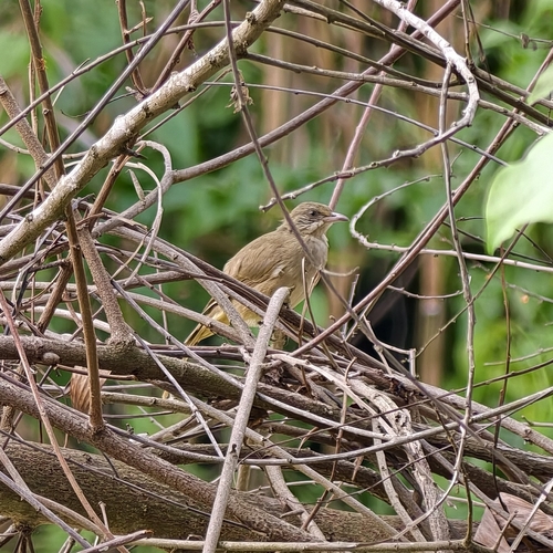 Streak-eared Bulbul