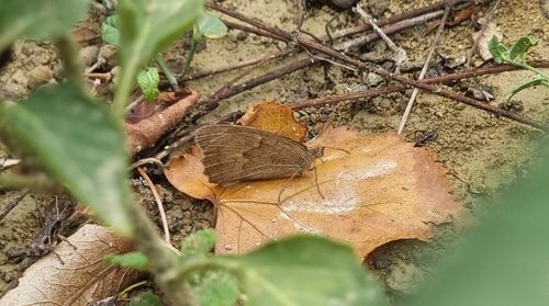 Meadow Brown